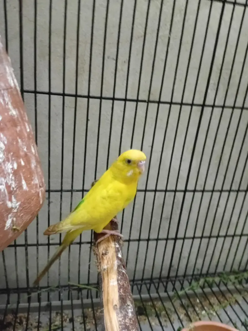 Healthy and Active breeder pair red eye female or black eye male — photo 2
