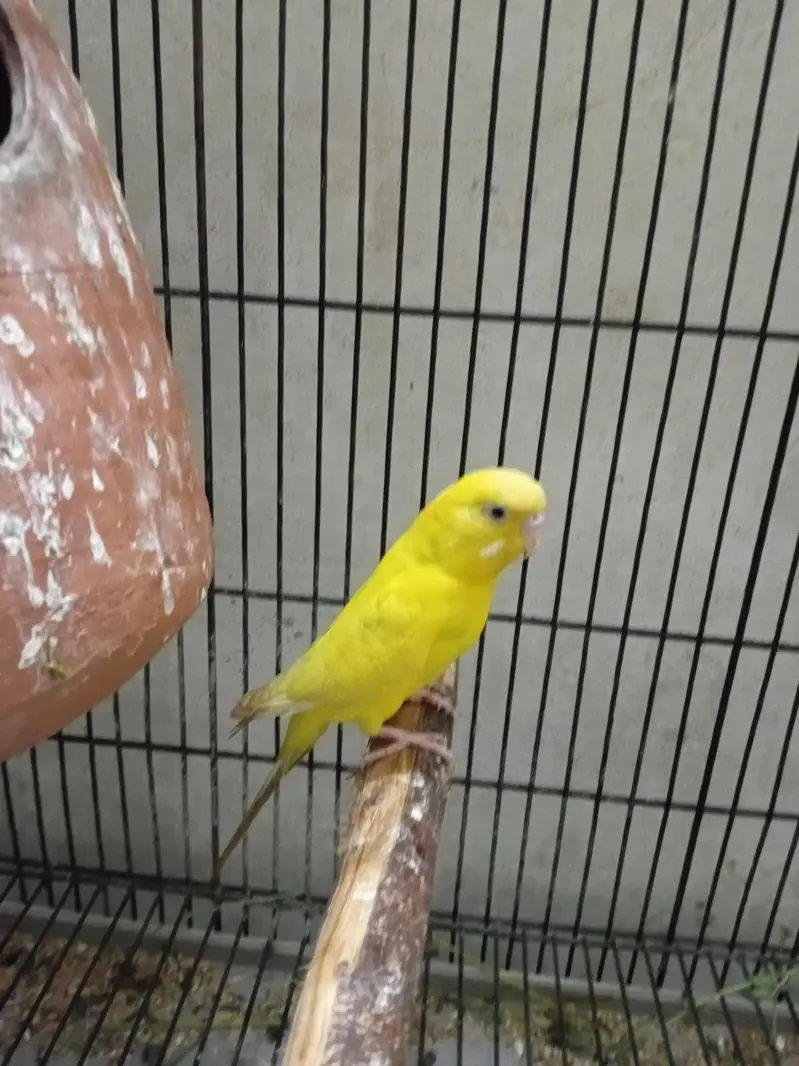 Healthy and Active breeder pair red eye female or black eye male — photo 3