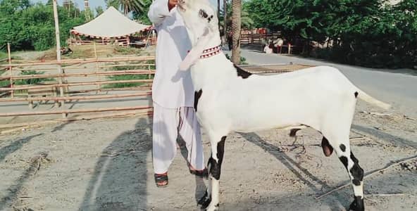 Desi Bakra Urgent For Sale _03259597057