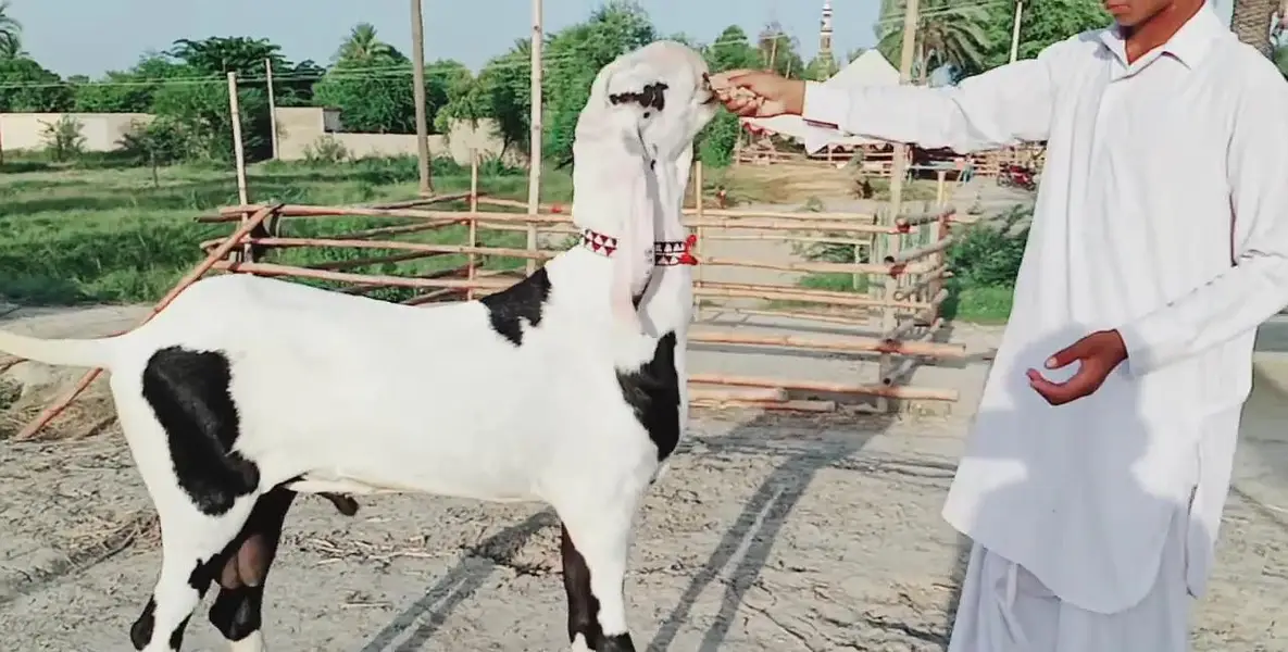 Desi Bakra Urgent For Sale _03259597057 — photo 3