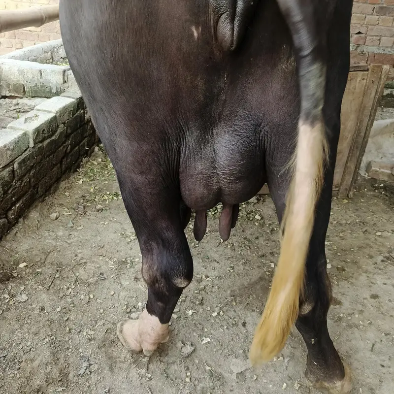 buffalos 03204133813 — photo 3