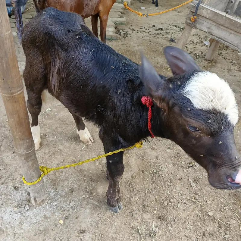 buffalos 03204133813 — photo 9
