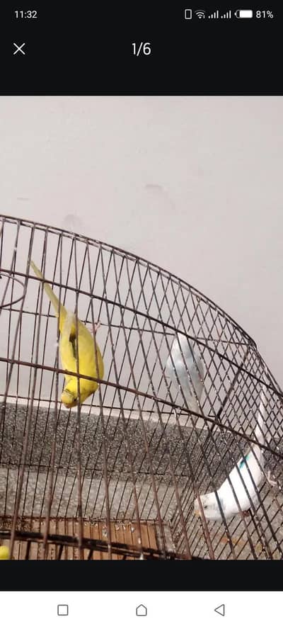 Australian parot