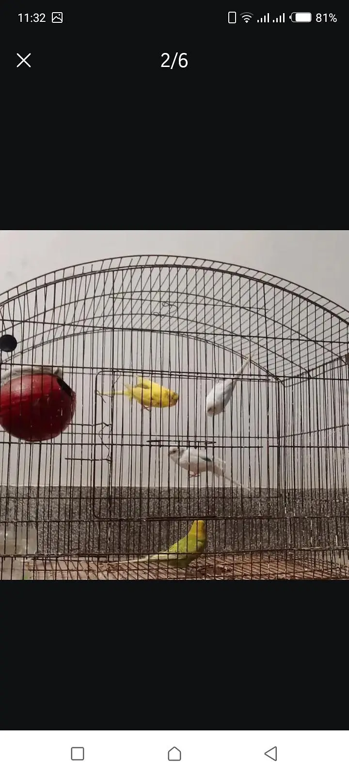 Australian parot — photo 2