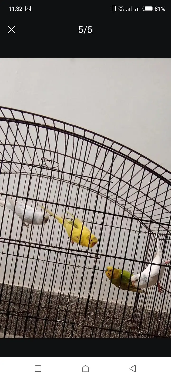 Australian parot — photo 5