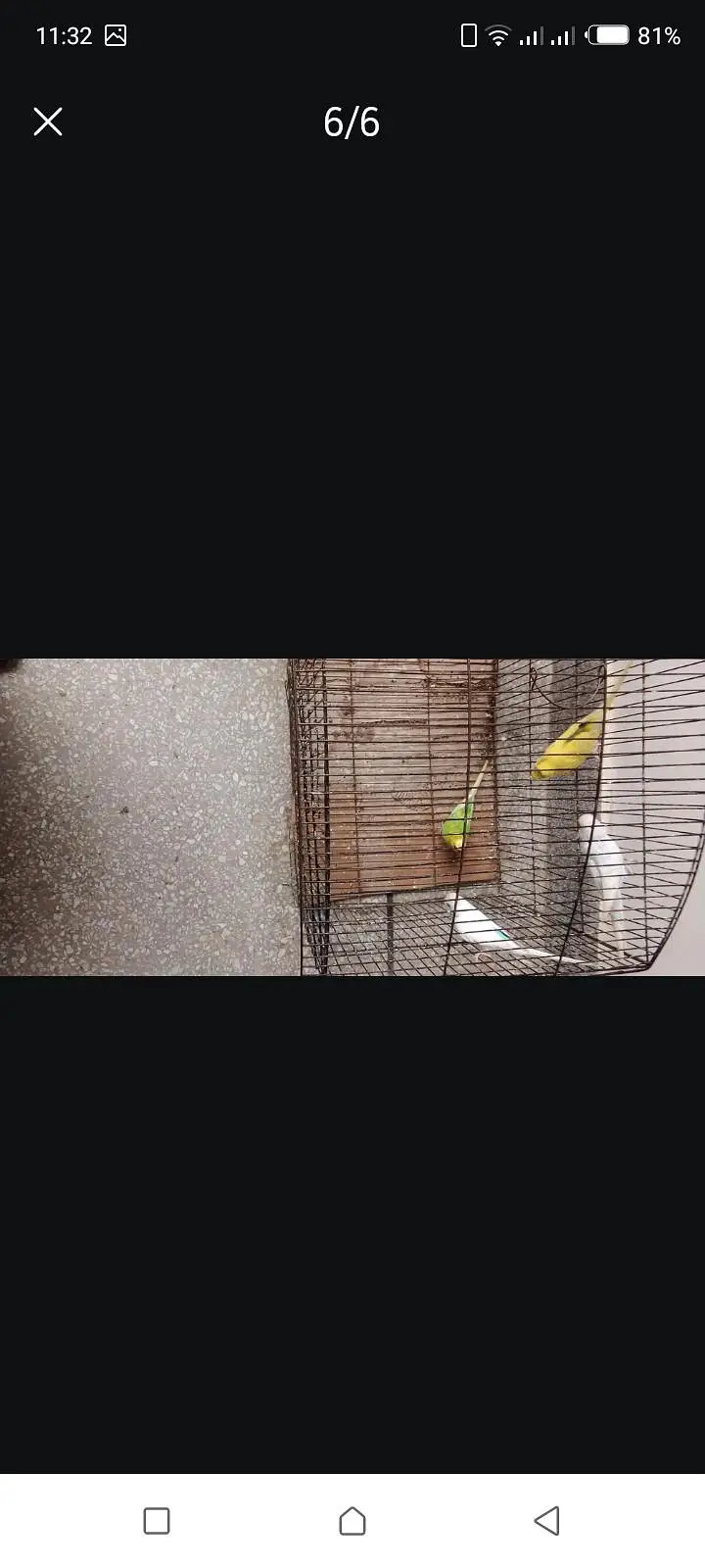 Australian parot — photo 6