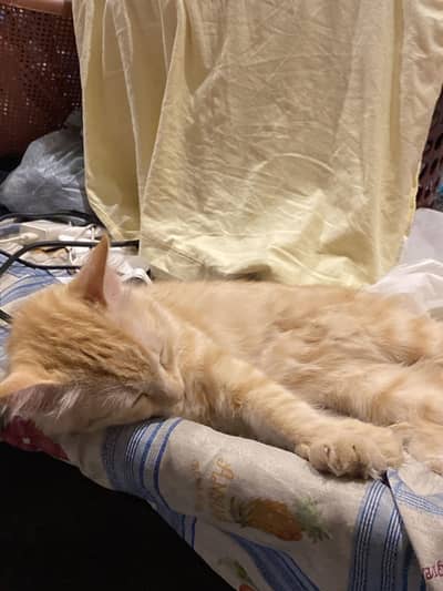 Full vaccinated persian cat for sell