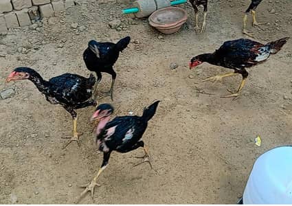 Aseel for sale