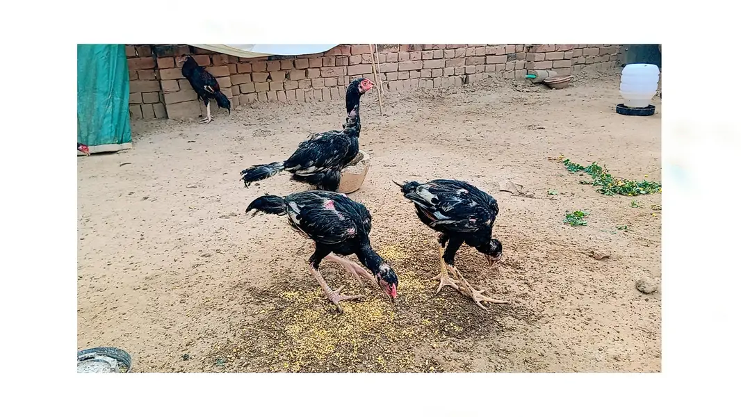 Aseel for sale — photo 4