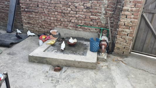 lakky pigeons