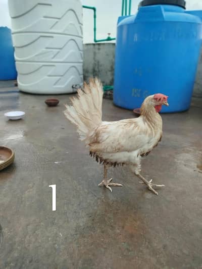 Desi Hens