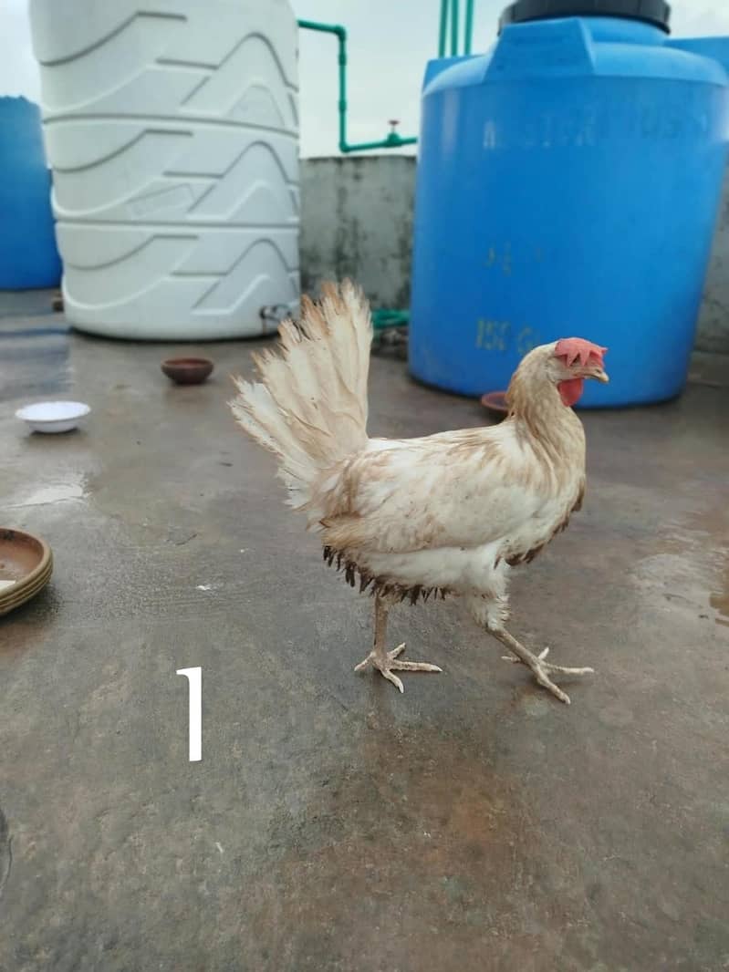 Desi Hens 0
