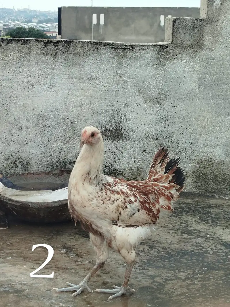 Desi Hens — photo 2