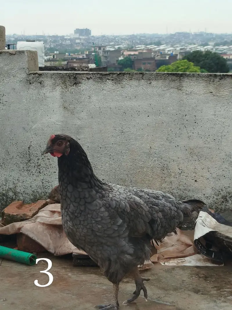 Desi Hens — photo 3