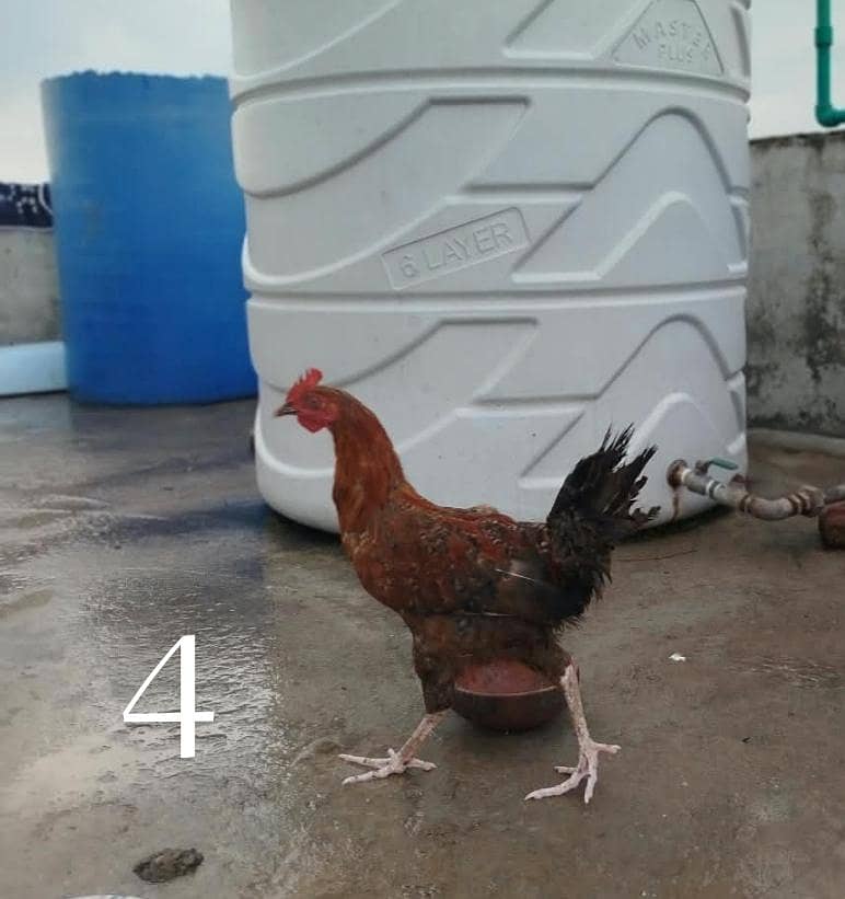 Desi Hens 3