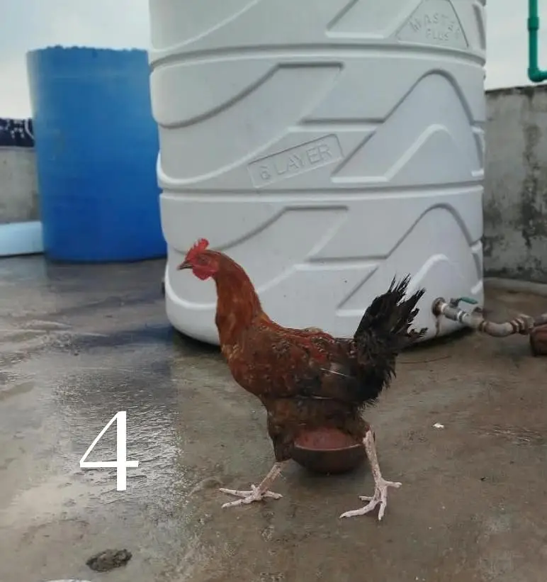 Desi Hens — photo 4