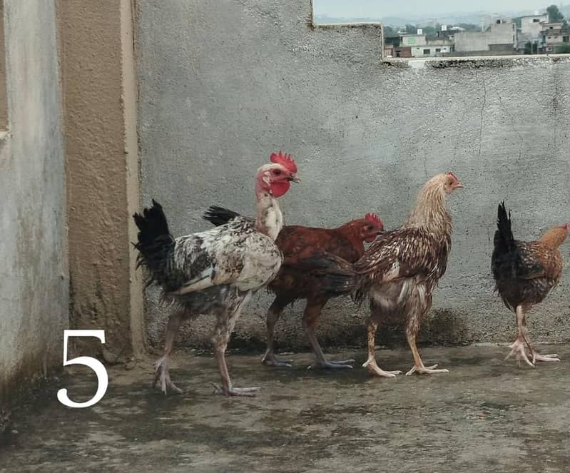 Desi Hens 4