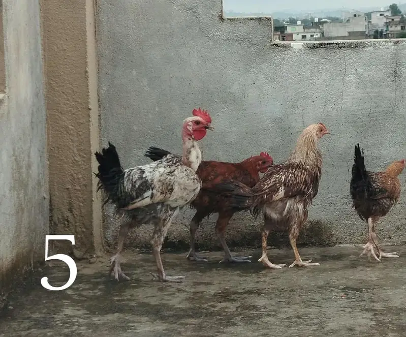 Desi Hens — photo 5
