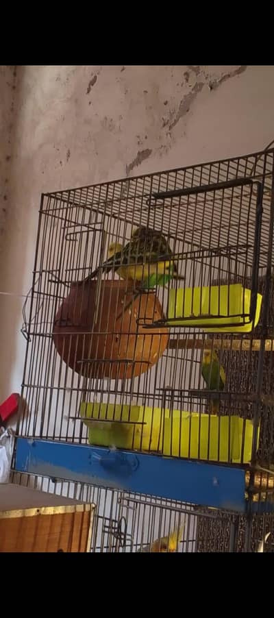 nice Bird