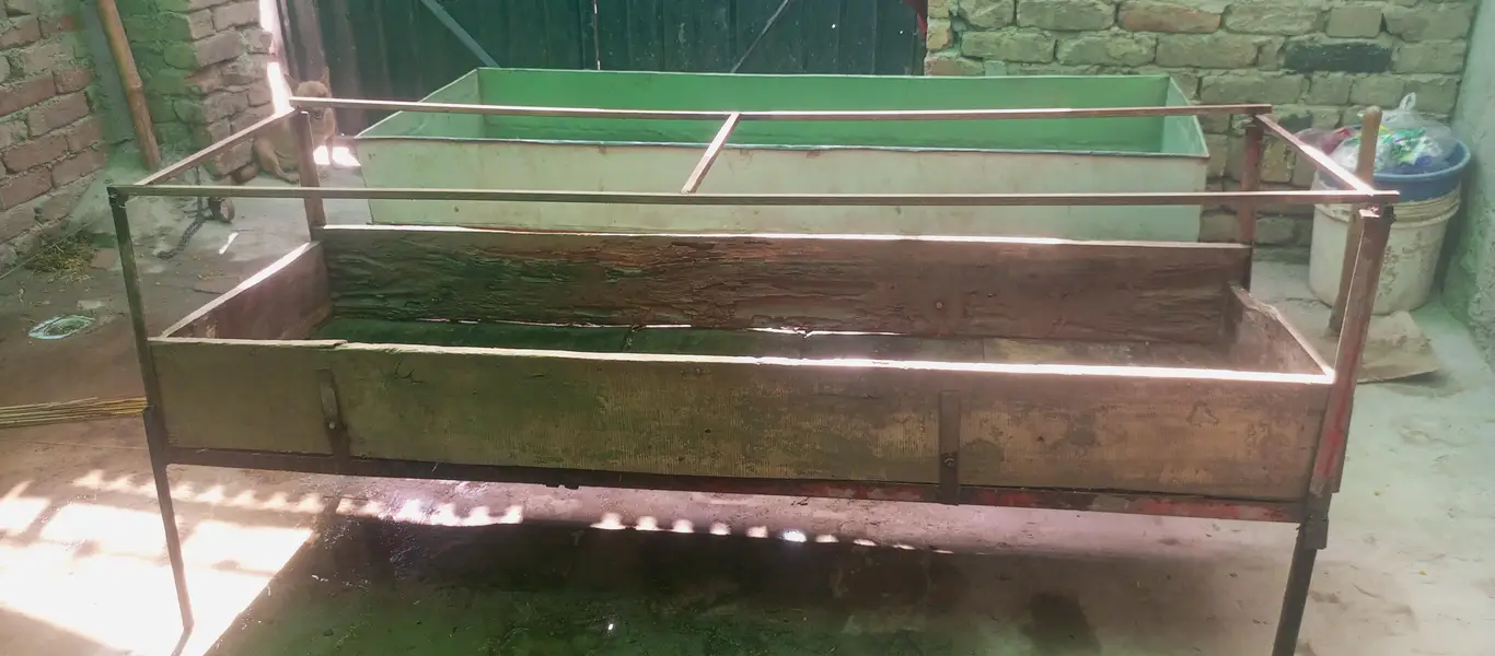 Goats — photo 3