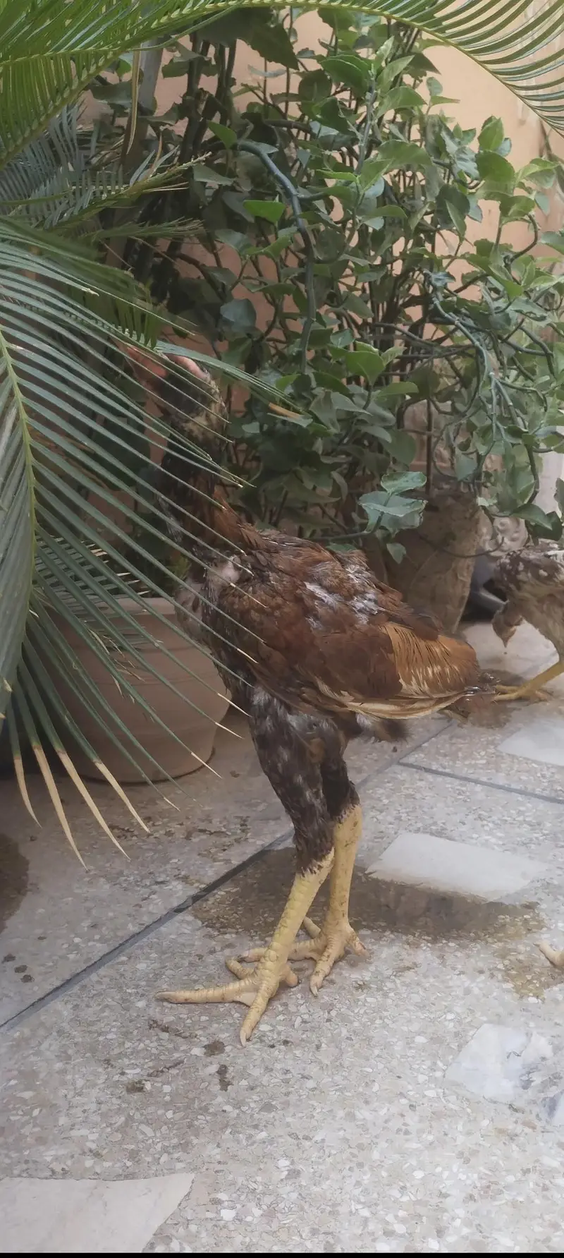 lasani aseel — photo 2