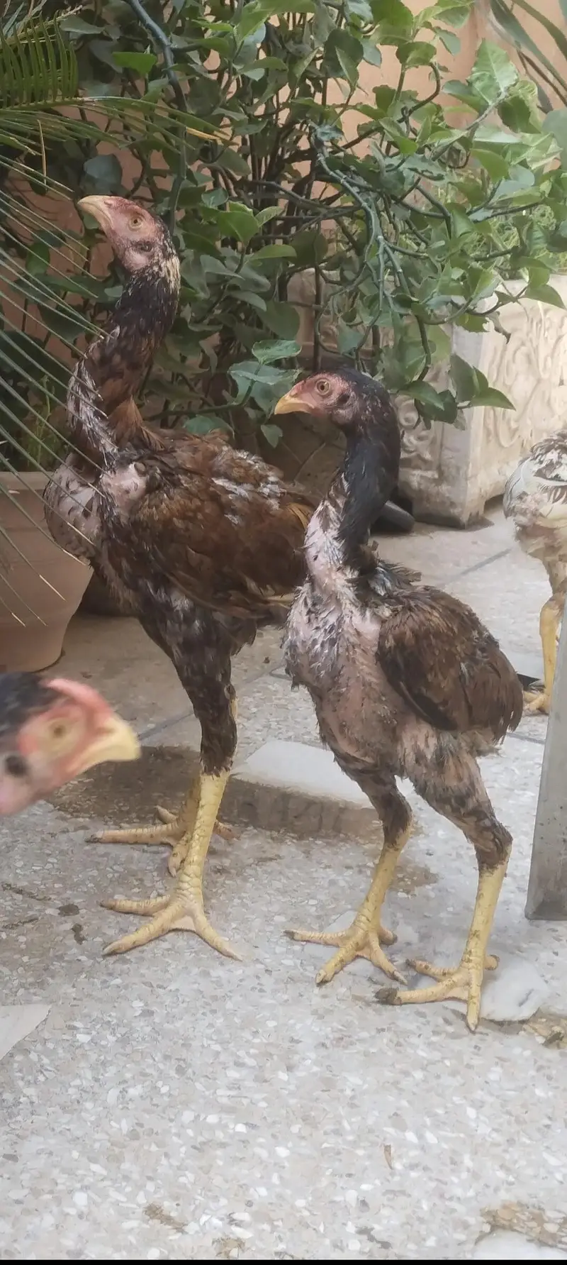 lasani aseel — photo 4