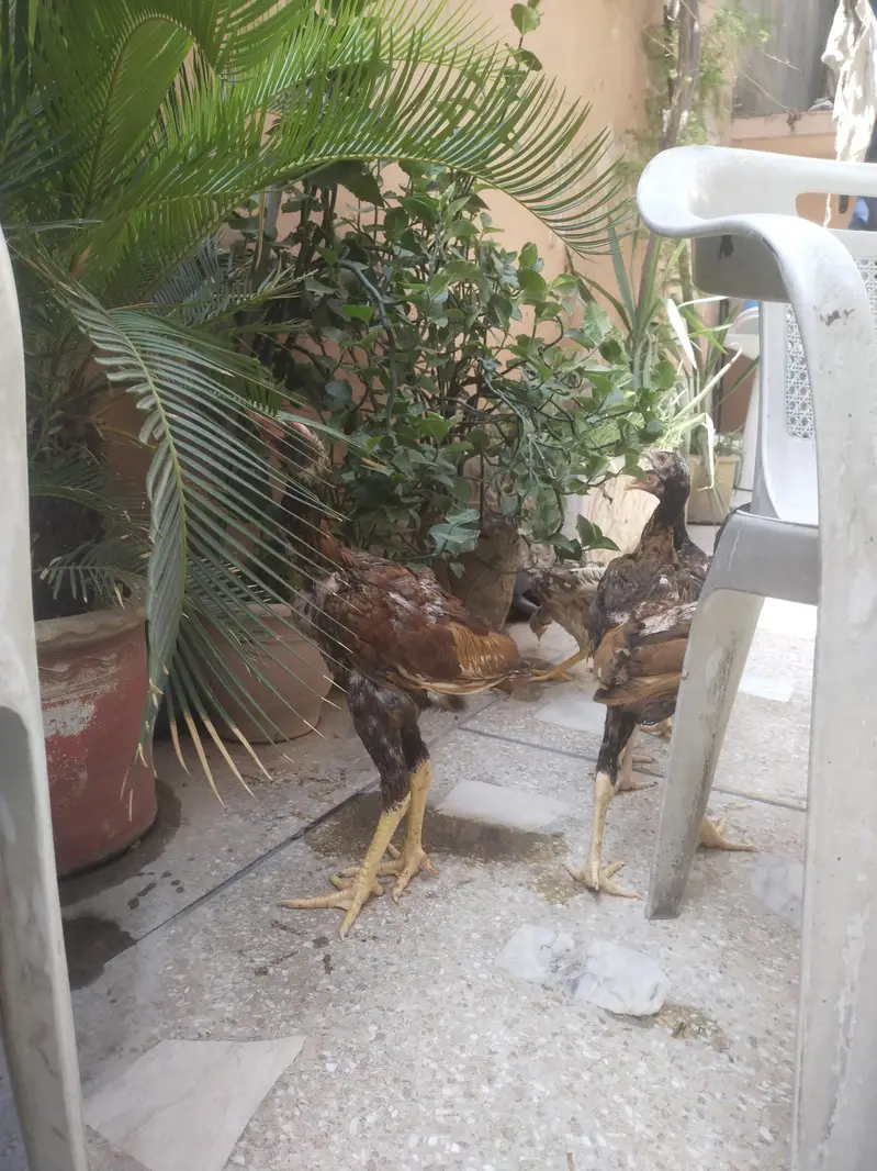lasani aseel — photo 8