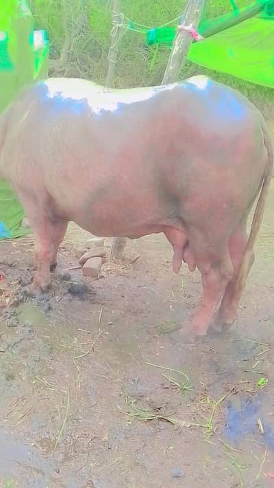 nili ravi |  buffalo |  bhains | bull  | for sale