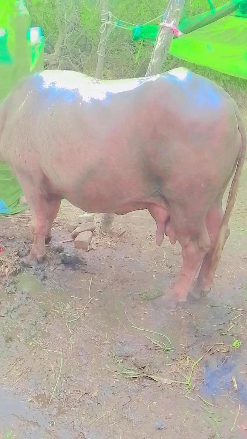nili ravi |  buffalo |  bhains | bull  | for sale