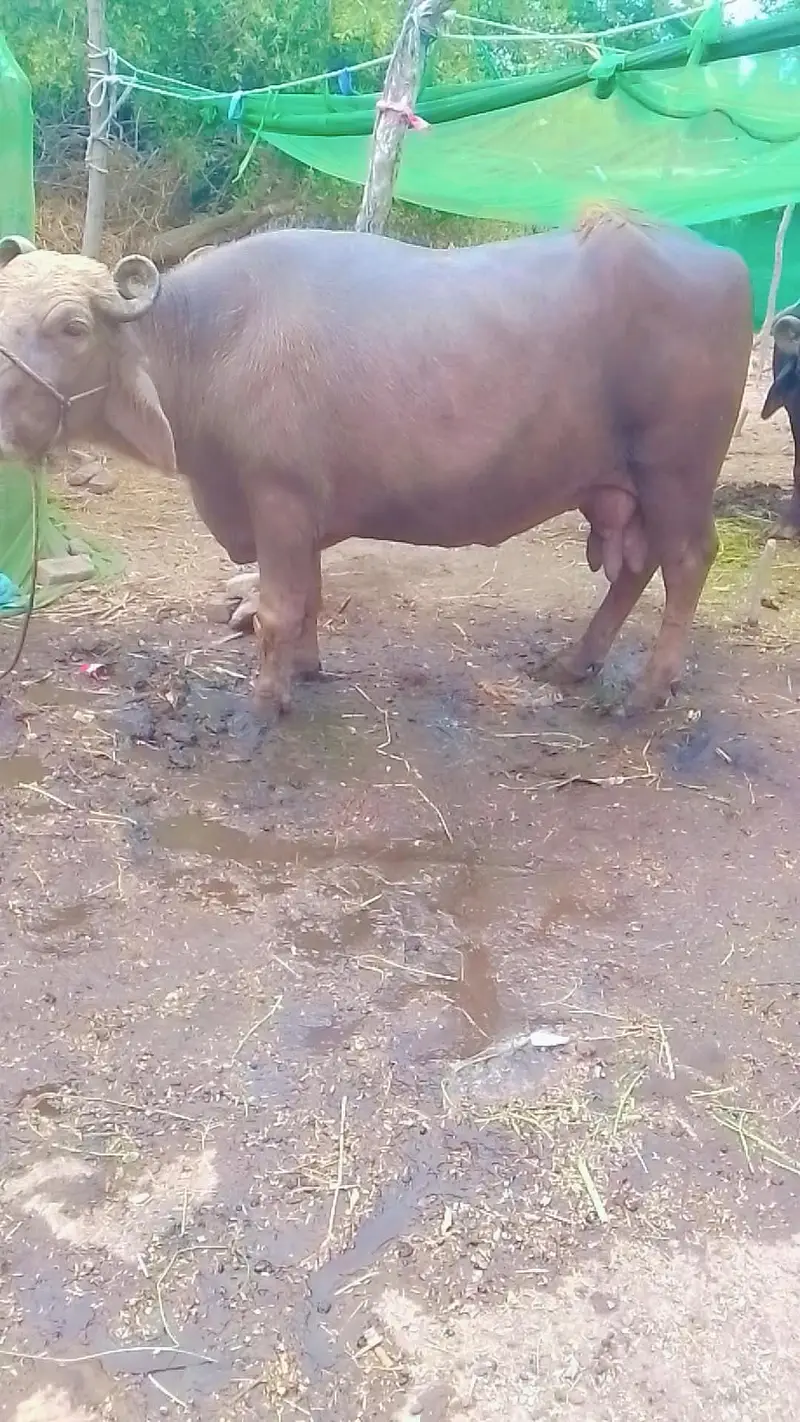 nili ravi |  buffalo |  bhains | bull  | for sale — photo 2