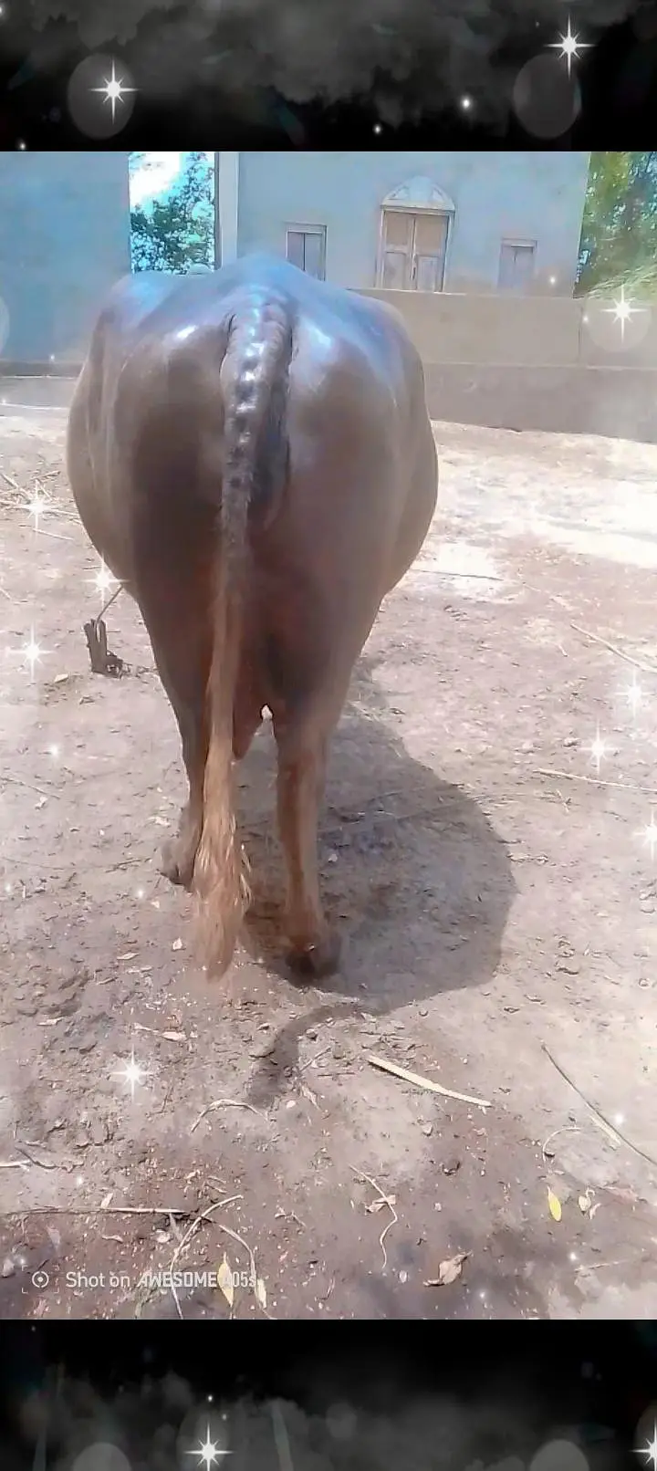nili ravi |  buffalo |  bhains | bull  | for sale — photo 5