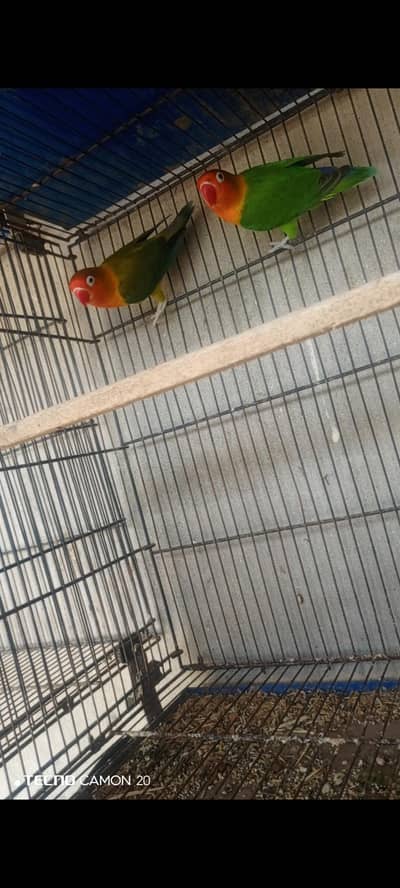 Lovebird