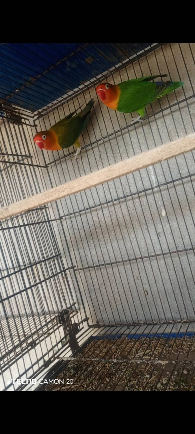 Lovebird 0