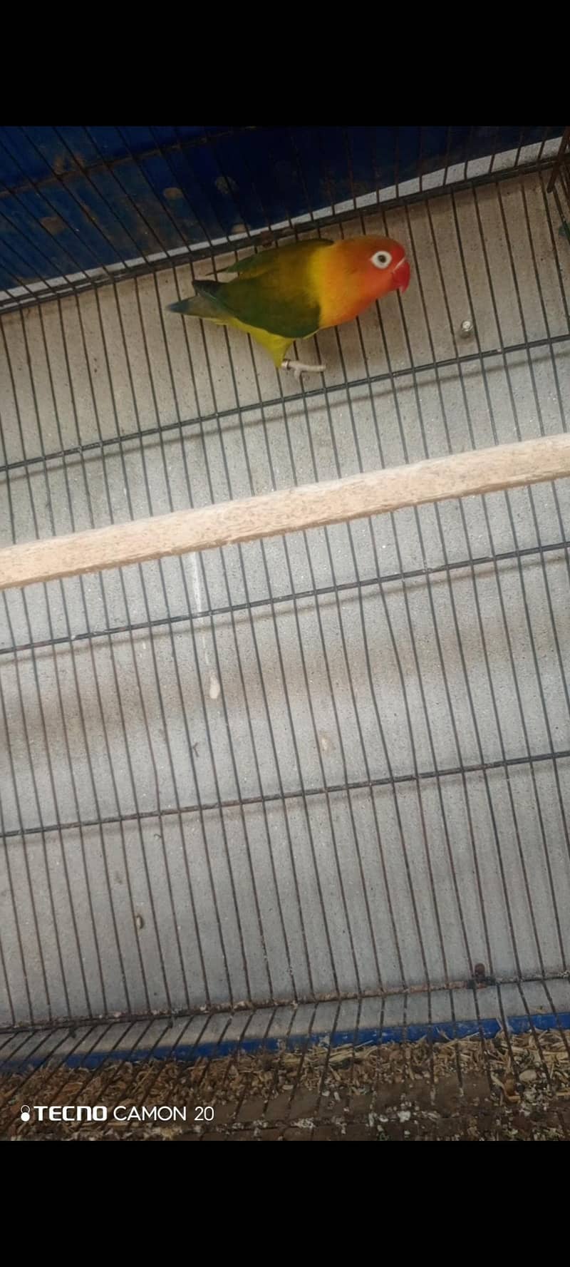 Lovebird 1