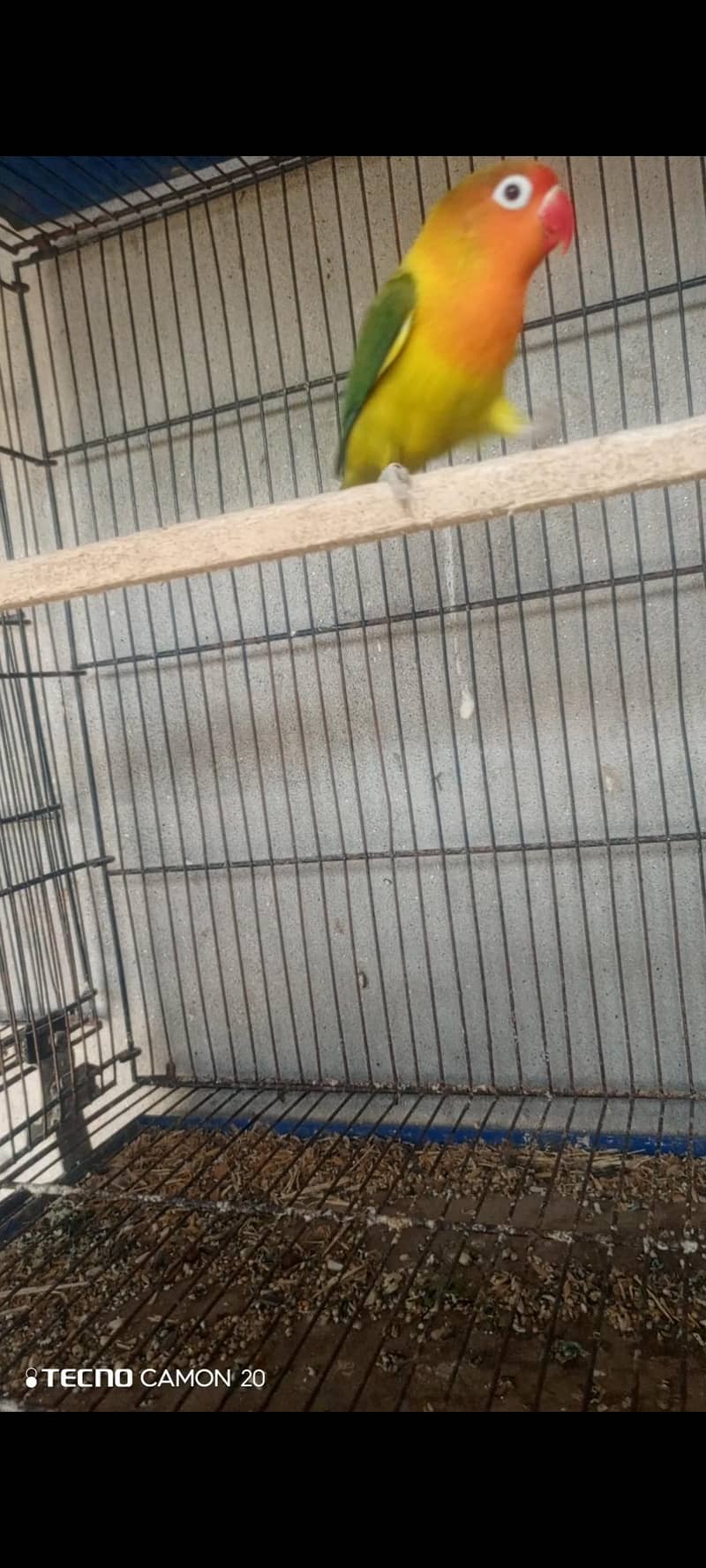 Lovebird 2