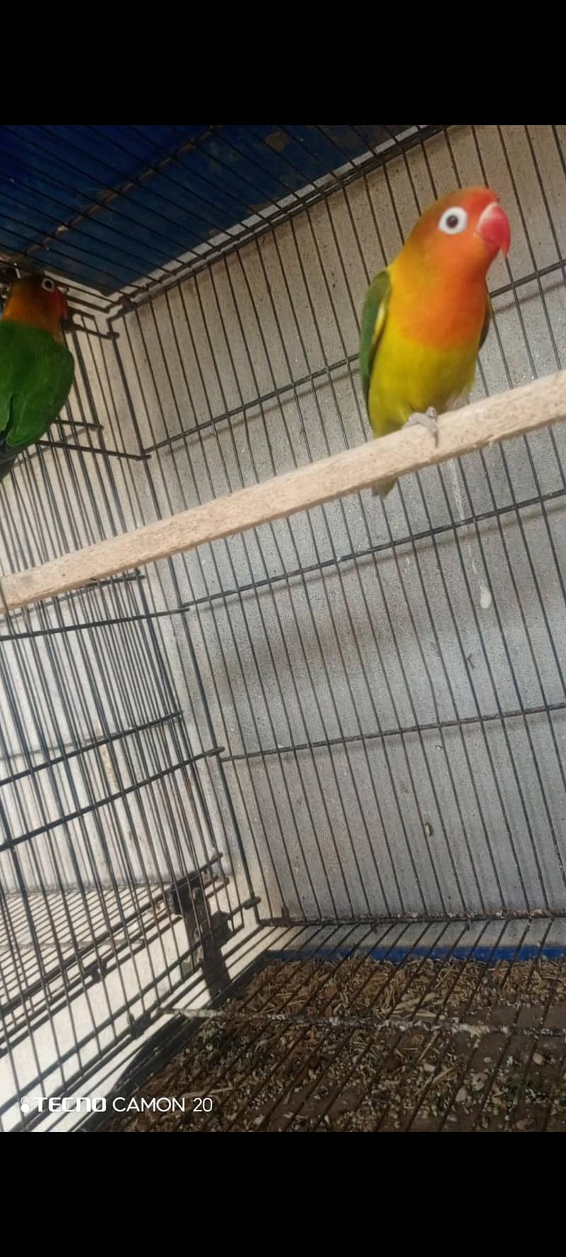 Lovebird 3