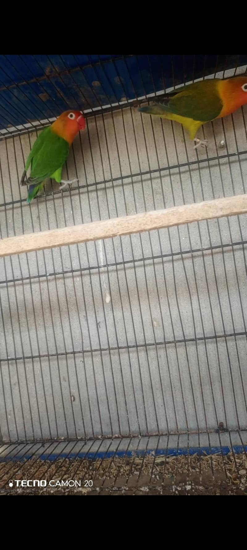 Lovebird 4