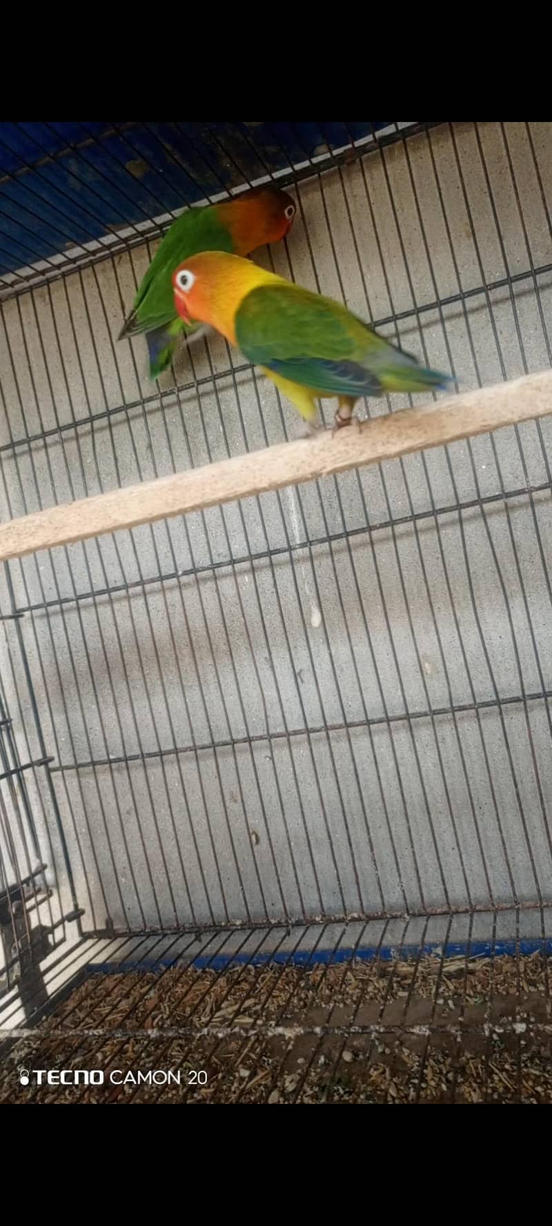 Lovebird 5