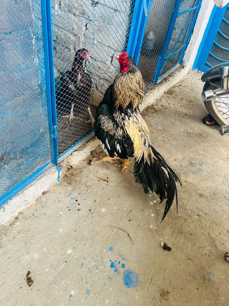 Pakistani Miyawali Aseel | Marathi morga sor sale Sindhi Amroha Aseel — photo 2