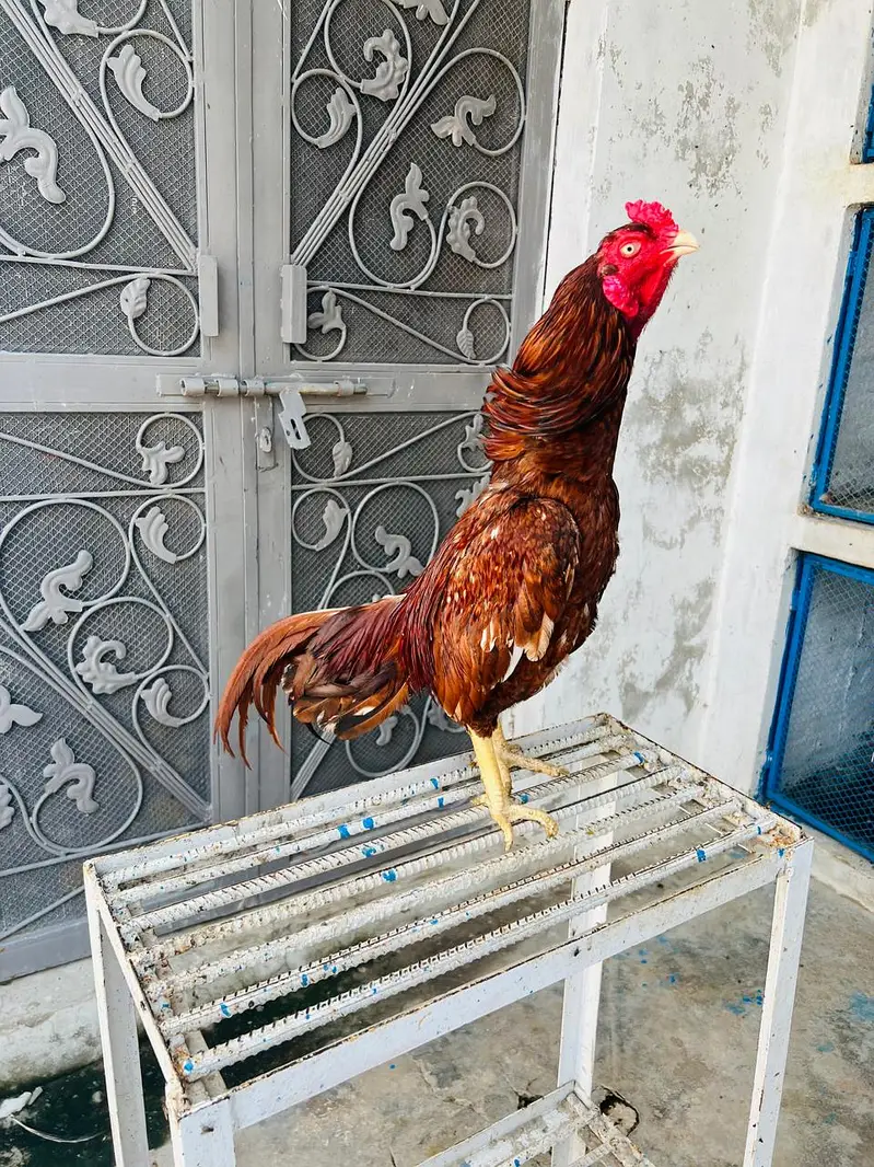 Pakistani Miyawali Aseel | Marathi morga sor sale Sindhi Amroha Aseel — photo 8