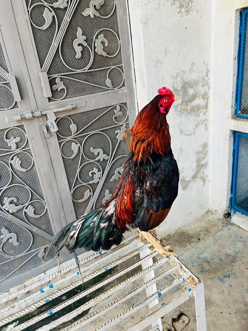 Pakistani Miyawali Aseel | Marathi morga sor sale Sindhi Amroha Aseel — photo 12