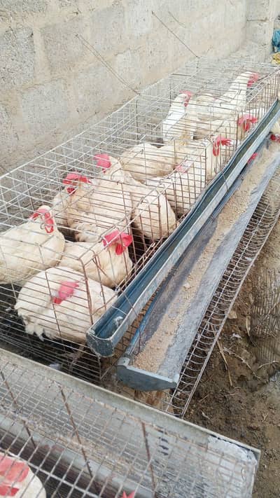 7 to 8 months white layer hens starter