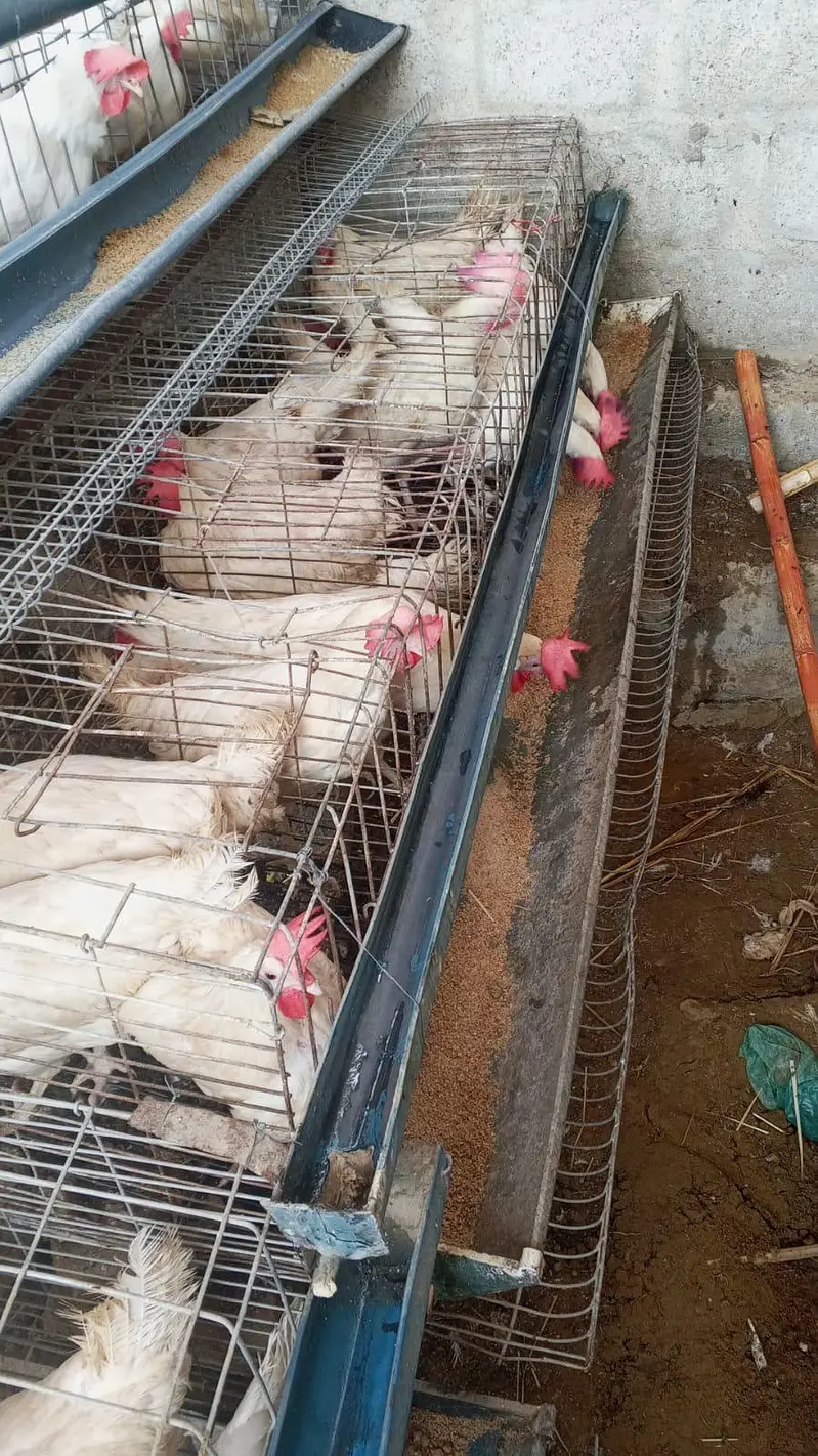 7 to 8 months white layer hens starter — photo 2