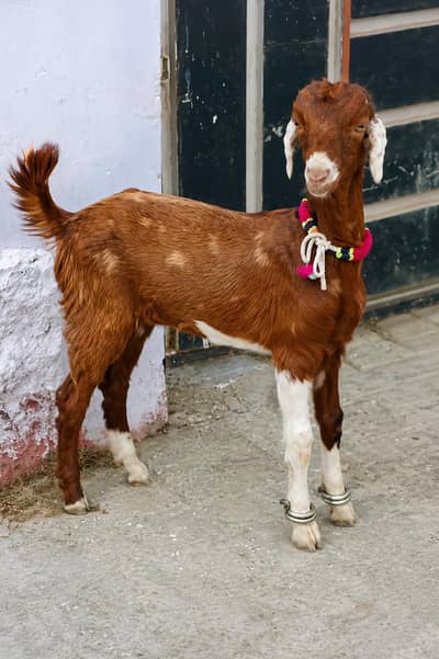 TOTAPARI  MALE  BAKRAA FOR SALE. . .