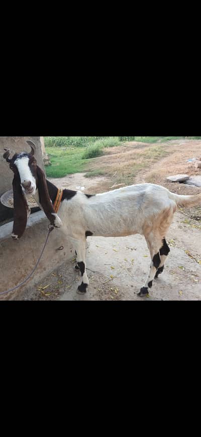 Healthy goat