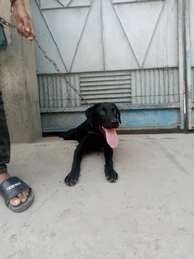 Labrador black colour female active dog new home delivery