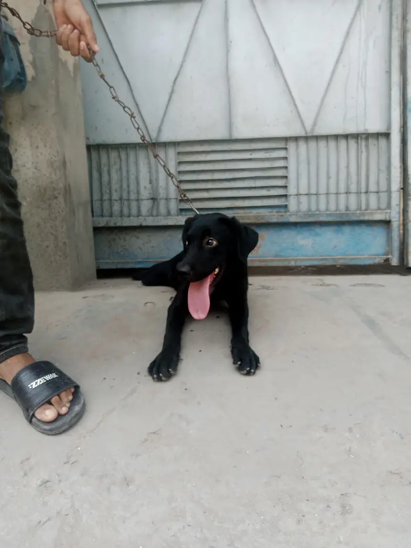 Labrador black colour female active dog new home delivery — photo 2