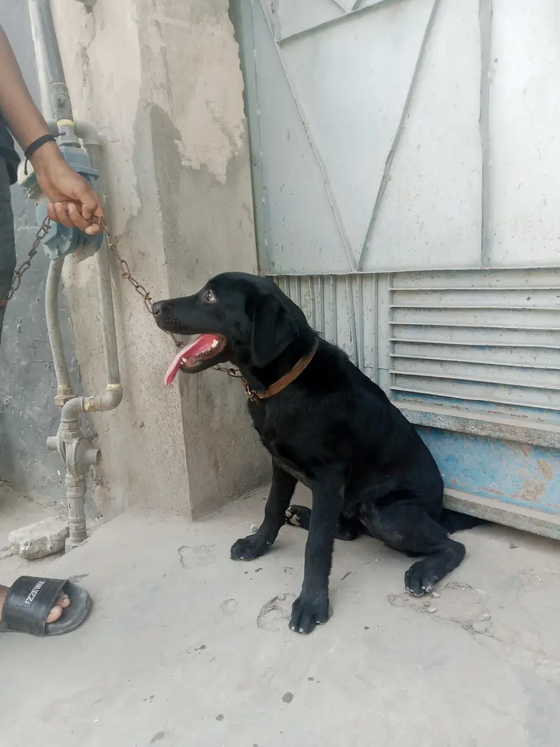 Labrador black colour female active dog new home delivery — photo 3