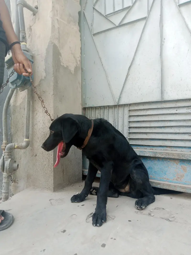 Labrador black colour female active dog new home delivery — photo 4