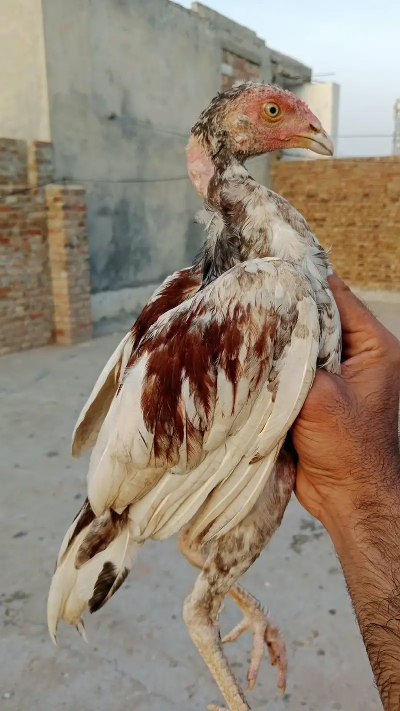 Mianwali blood line — photo 2
